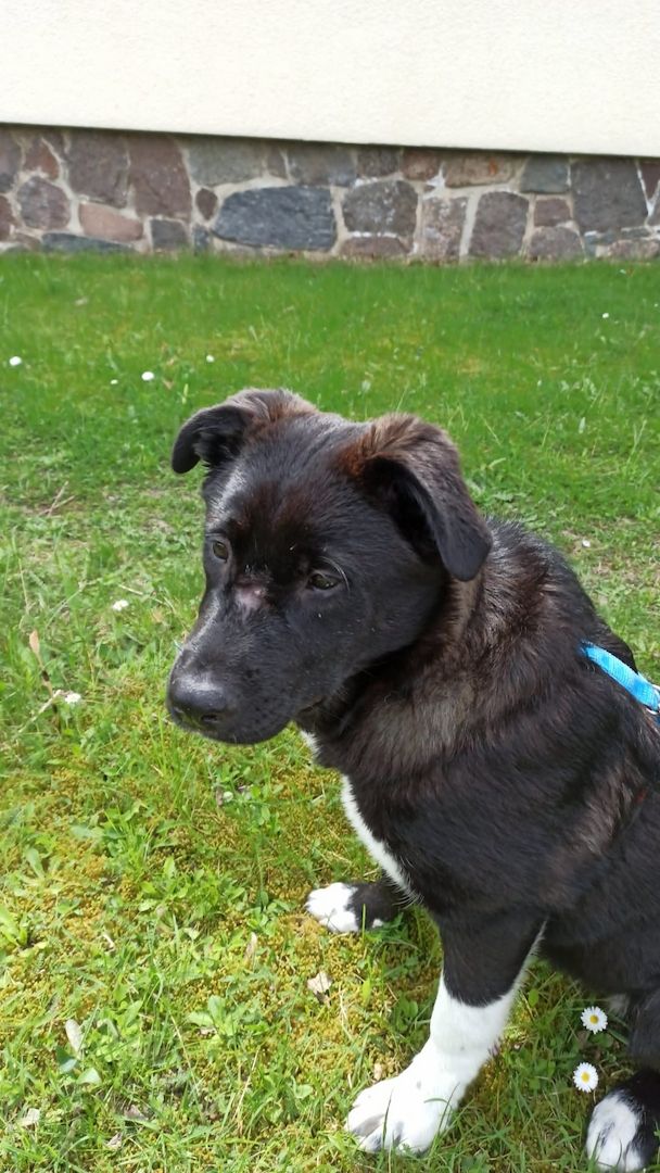 Süße Zoe wartet auf ihr Zuhause