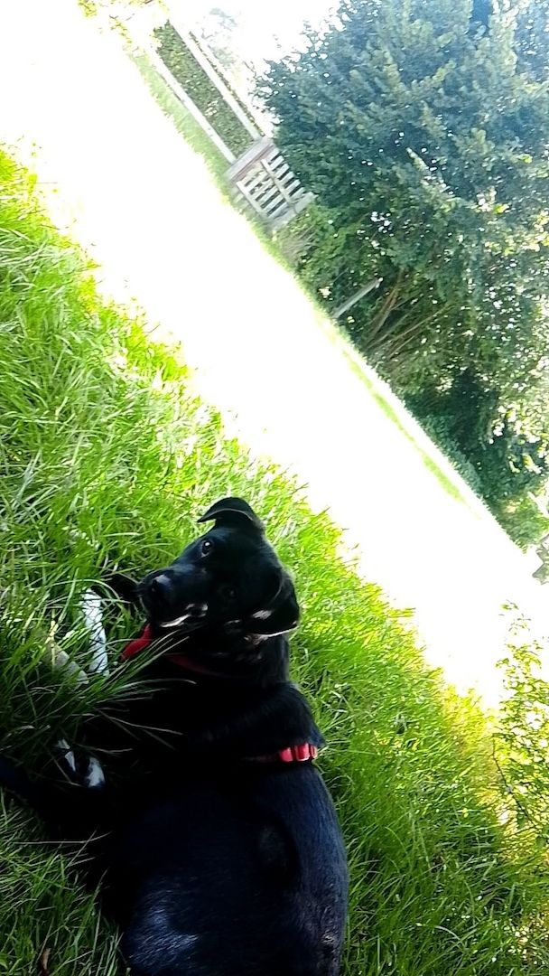 Süße Zoe wartet auf ihr Zuhause