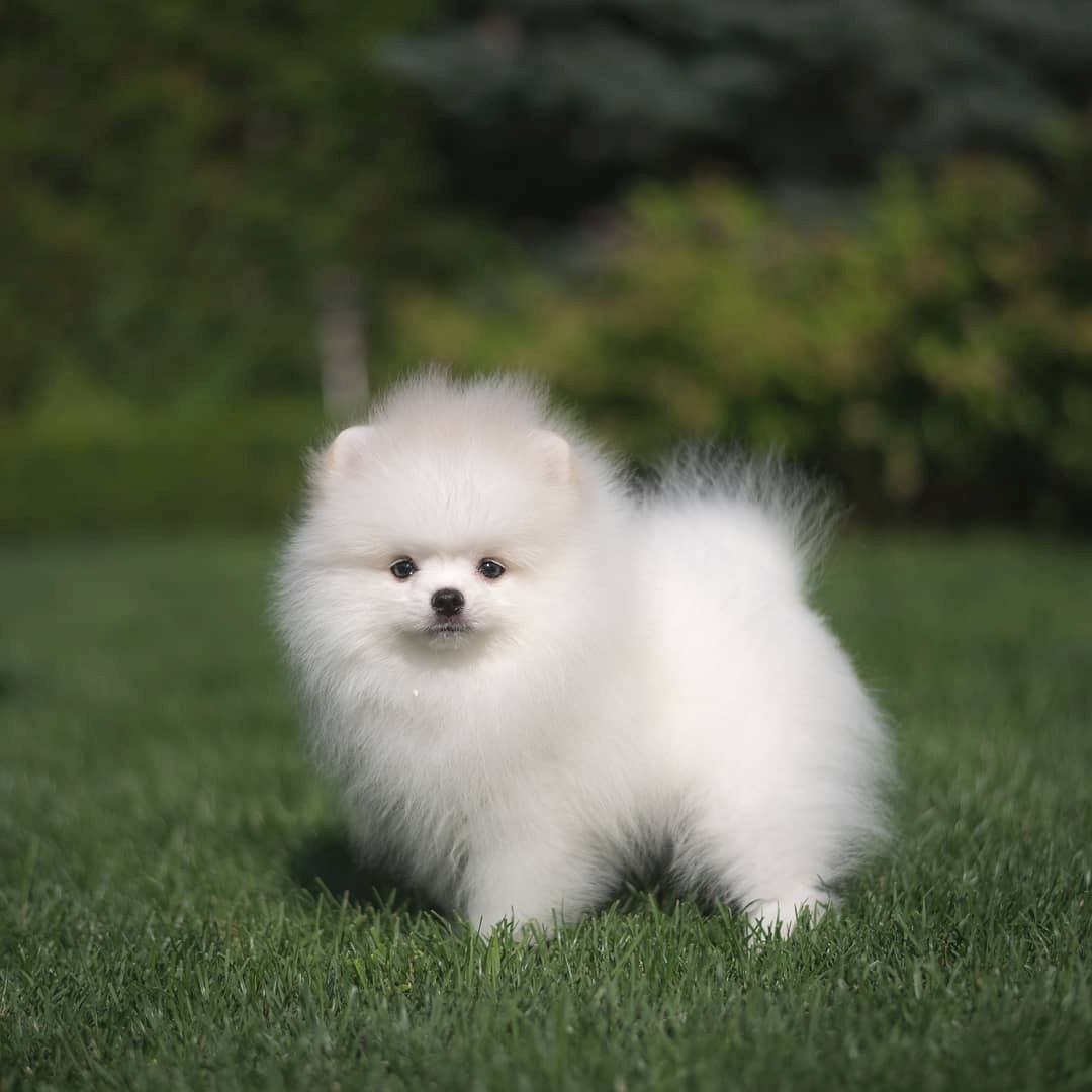 Beautiful purebred Pomeranian puppies