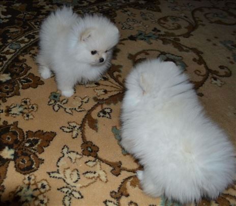 Our two sweet Pomeranian puppies