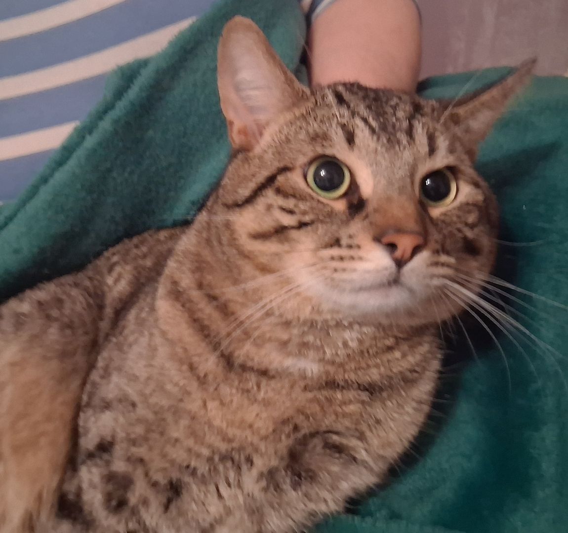 Garfield : Stattlicher Bengal - Kater