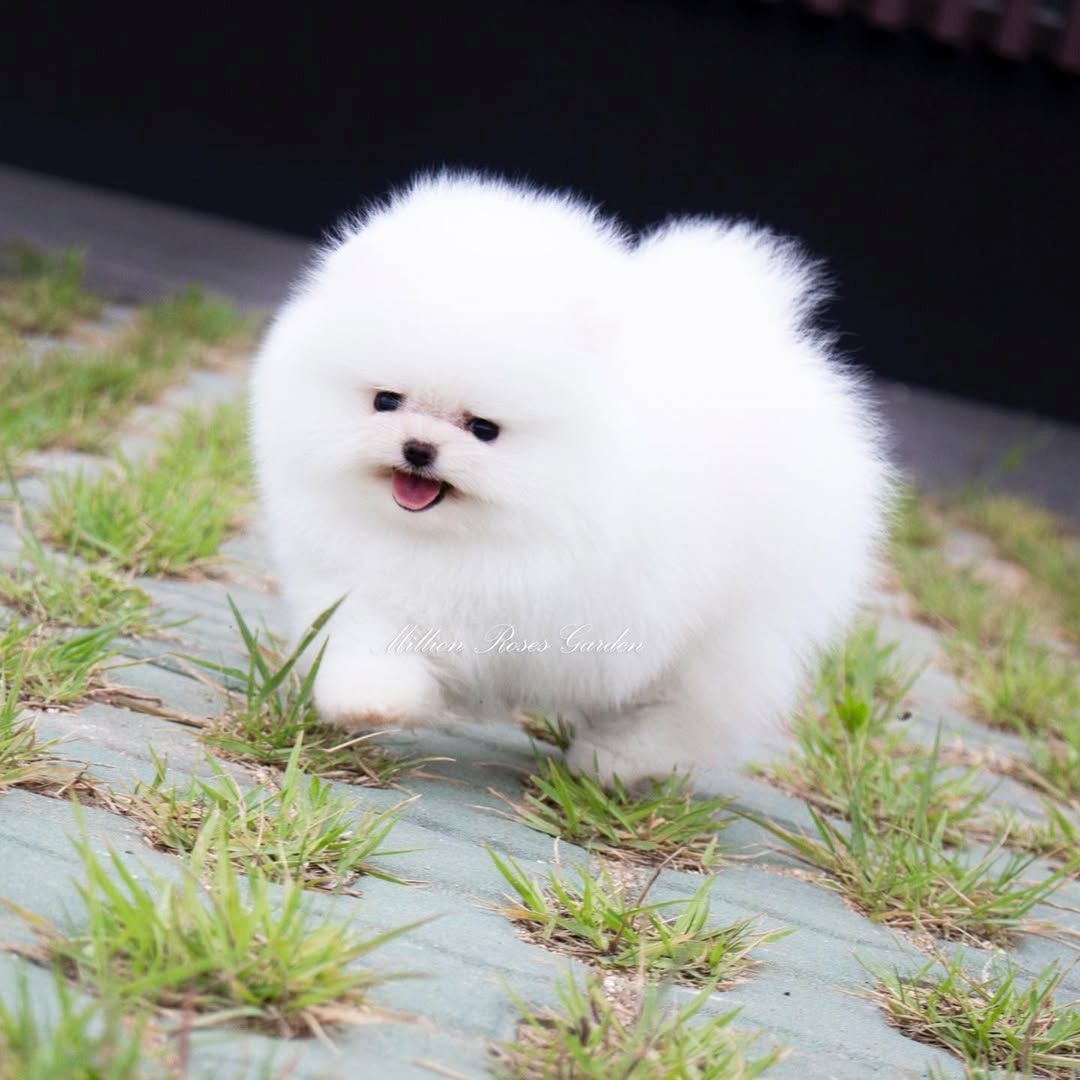 Pomeranian Spitz