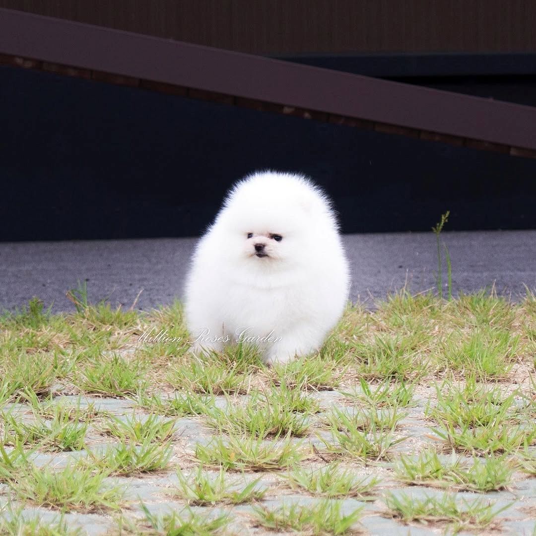 Pomeranian Spitz