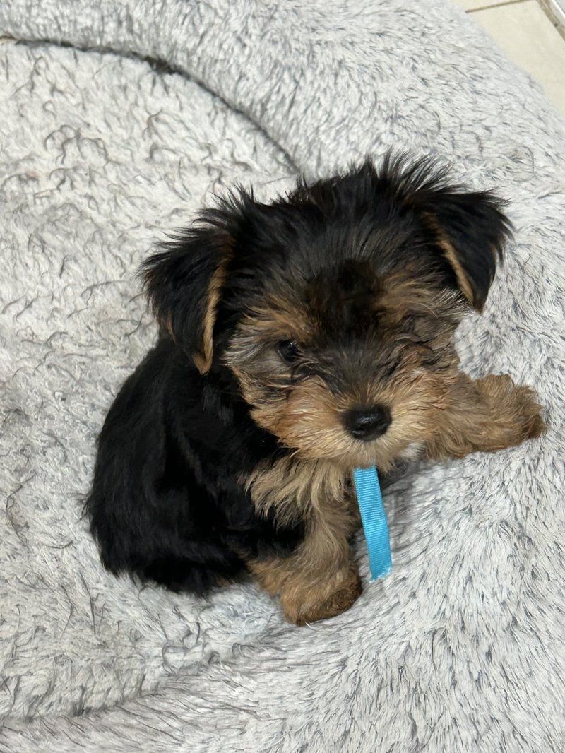 Yorkie Puppies for sale