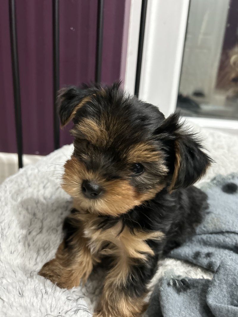 Yorkie Puppies for sale