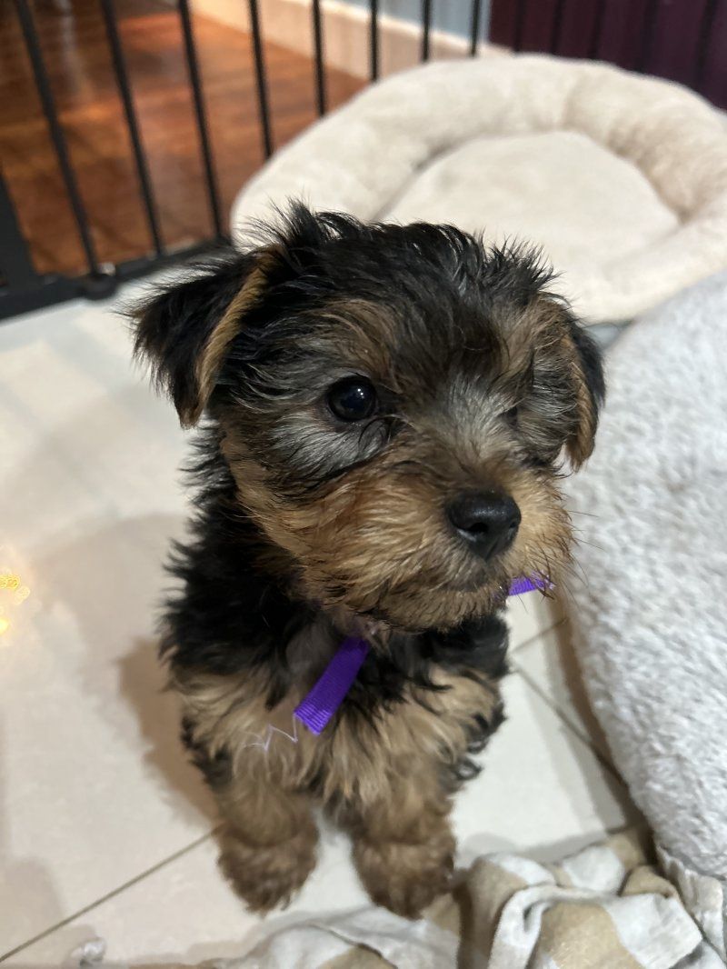Yorkie Puppies for sale