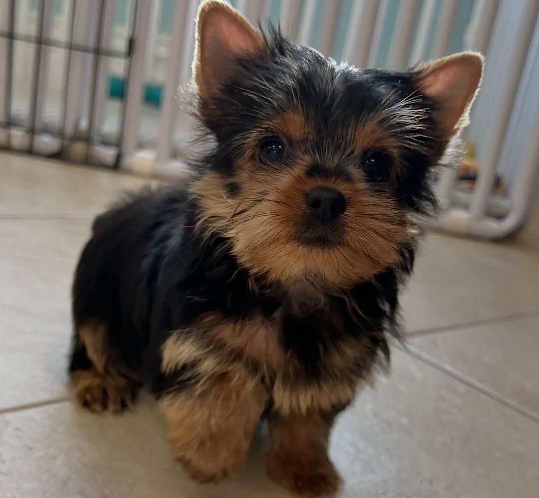 Yorkshire terriers Puppies for sale