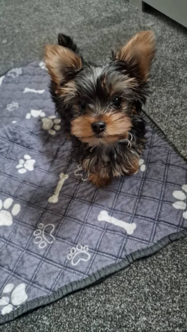 Yorkshire Terrier puppies,