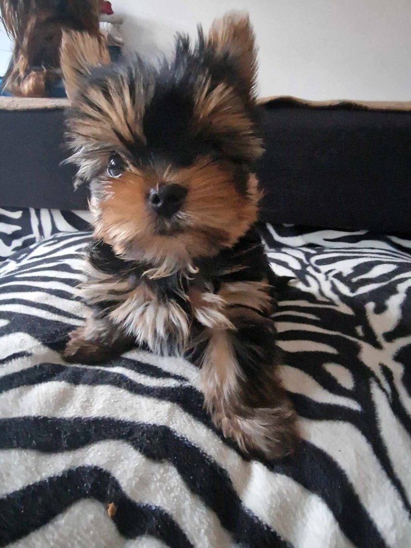 Yorkshire Terrier puppies,