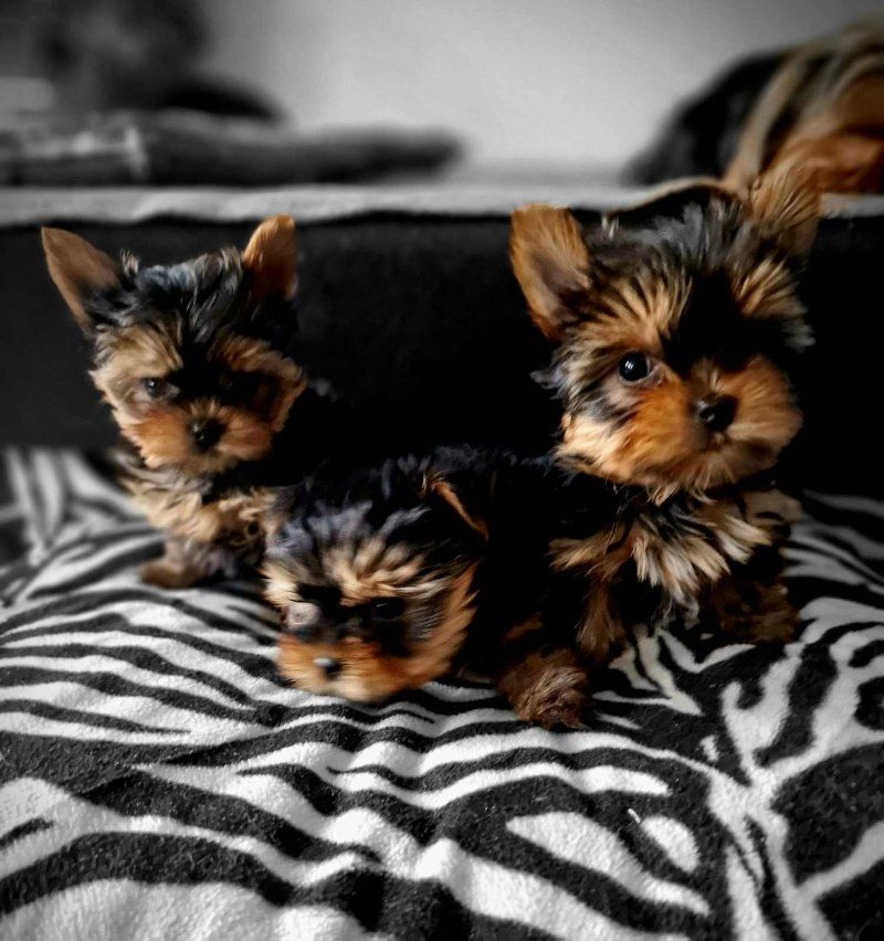 Yorkshire Terrier puppies,