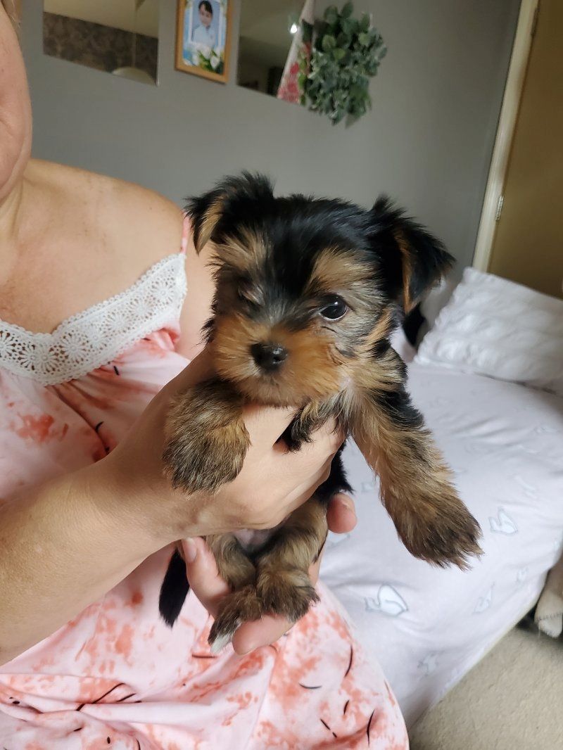 Yorkshire terriers Puppies