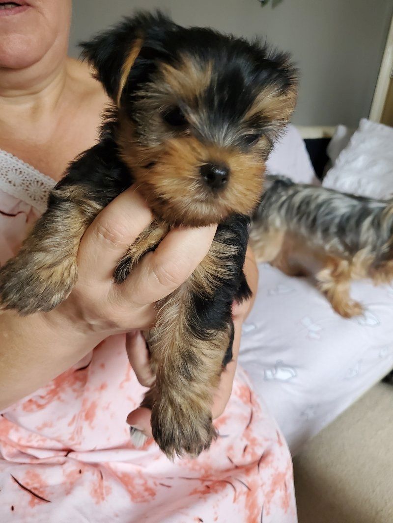 Yorkshire terriers Puppies