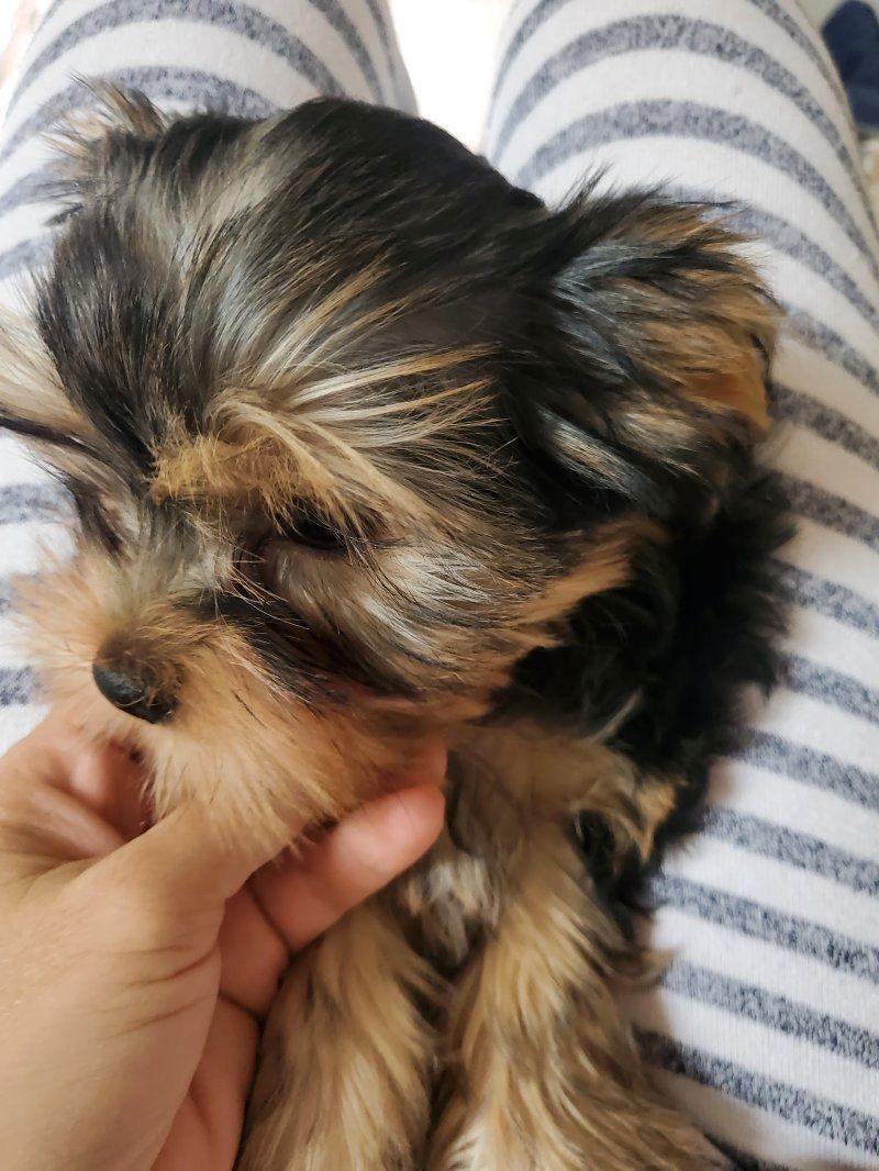 Yorkshire terriers Puppies