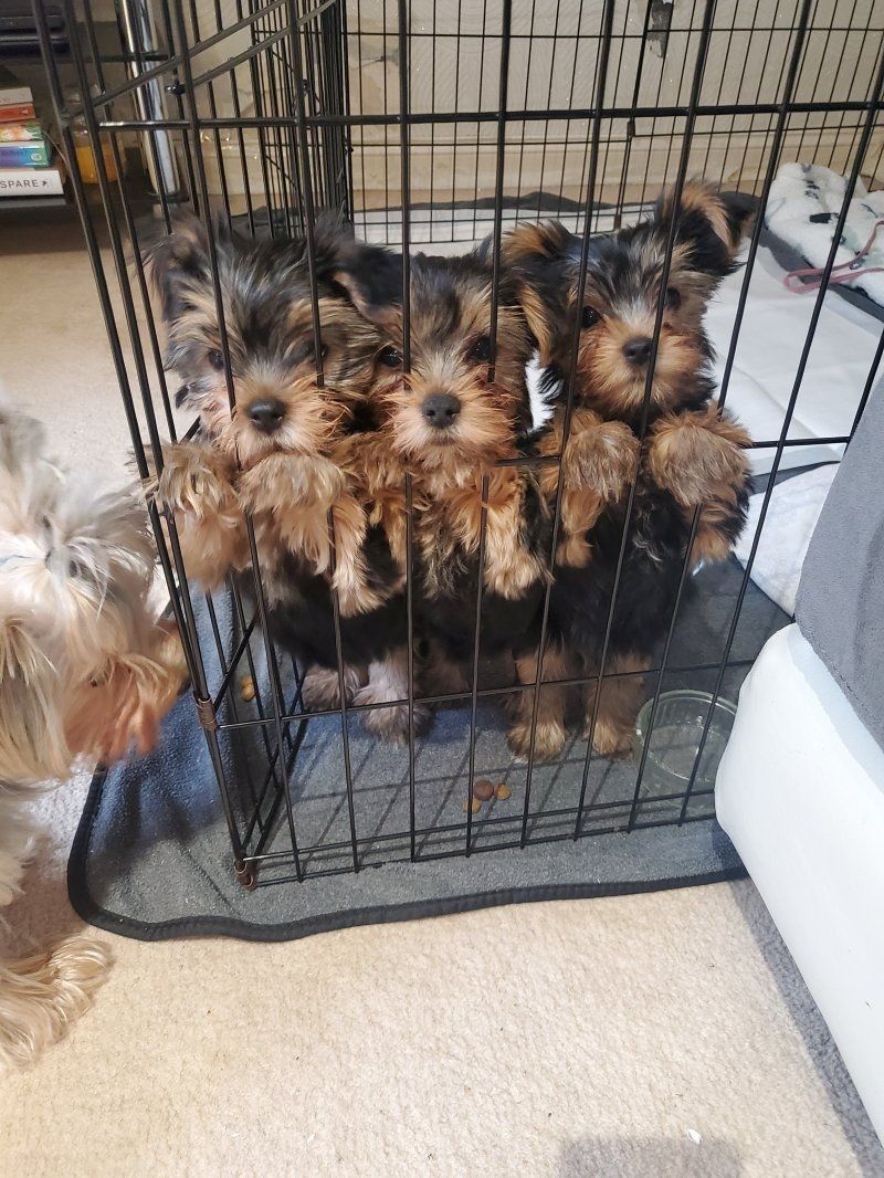 Yorkshire terriers Puppies
