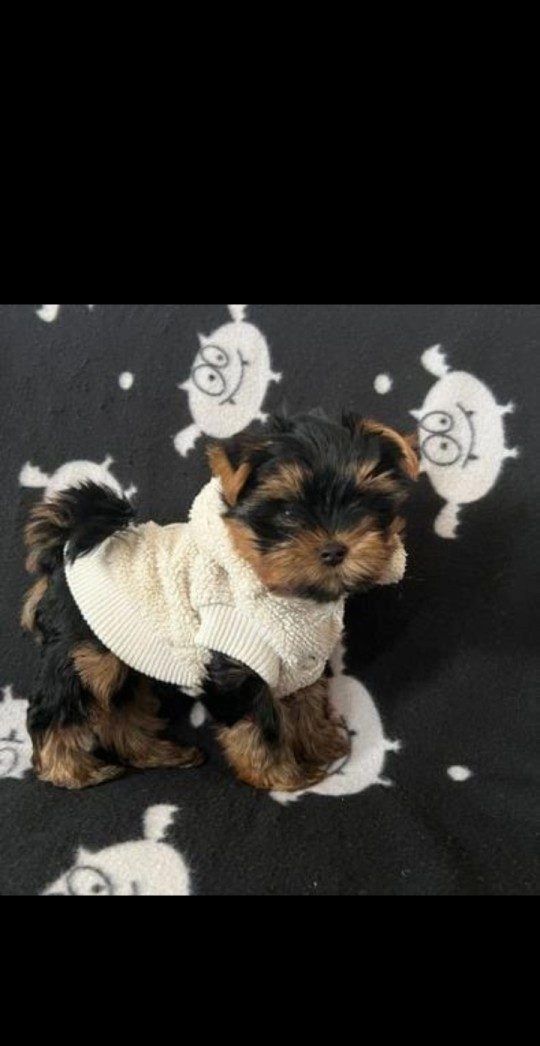 Miniature Yorkie puppies