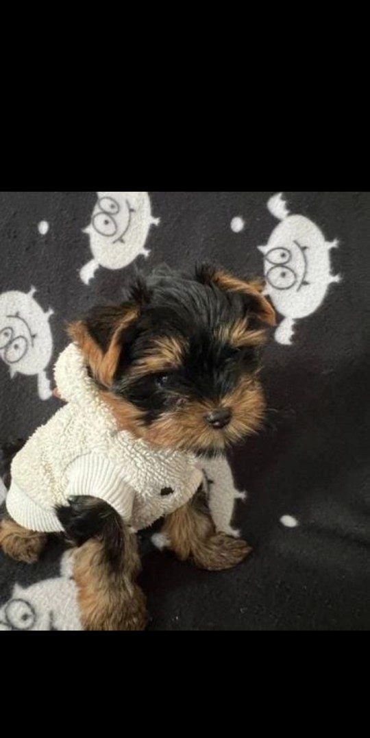 Miniature Yorkie puppies