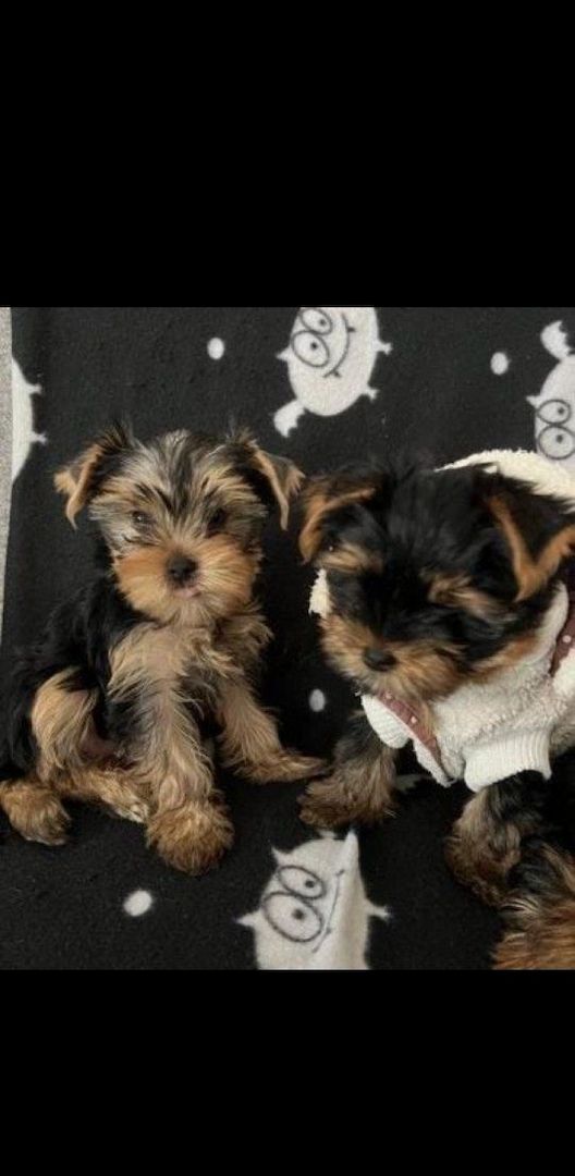 Miniature Yorkie puppies