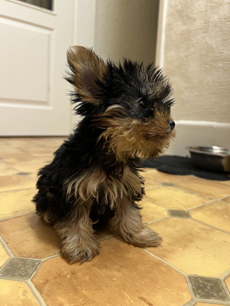 Yorkshire terriers Puppies
