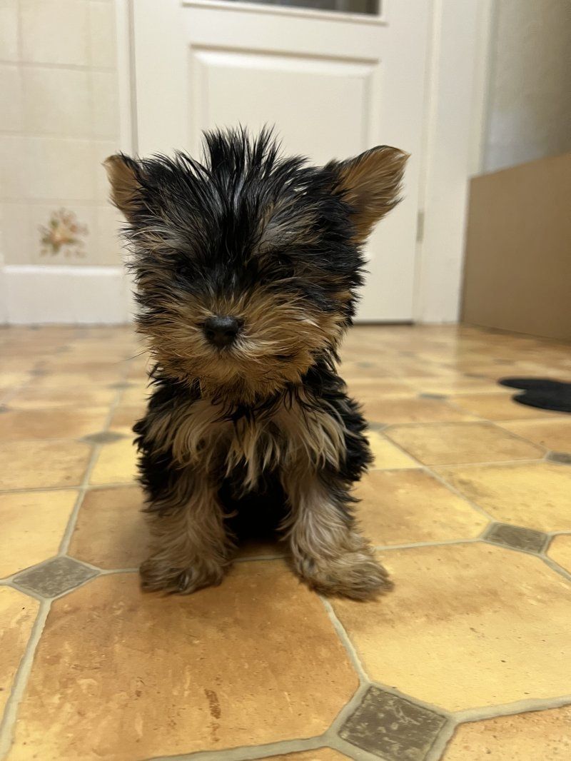 Yorkshire terriers Puppies