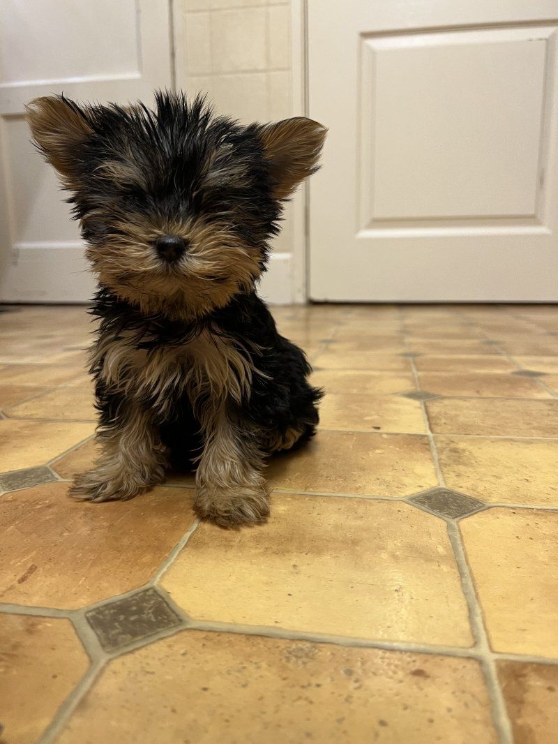 Yorkshire terriers Puppies