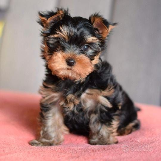 Yorkshire terriers 