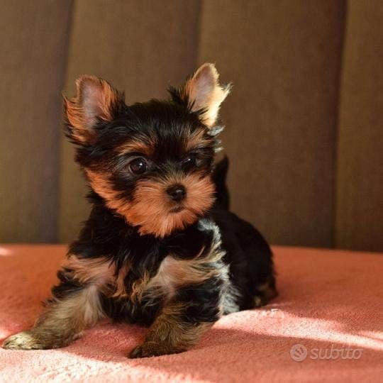 Yorkshire terriers 