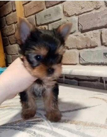 Yorkshire terriers 