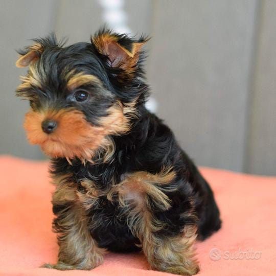Yorkshire terriers Puppies for sale