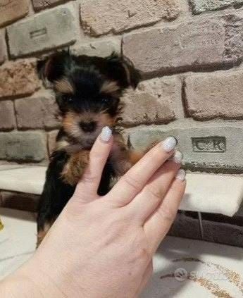 Yorkshire terriers Puppies for sale