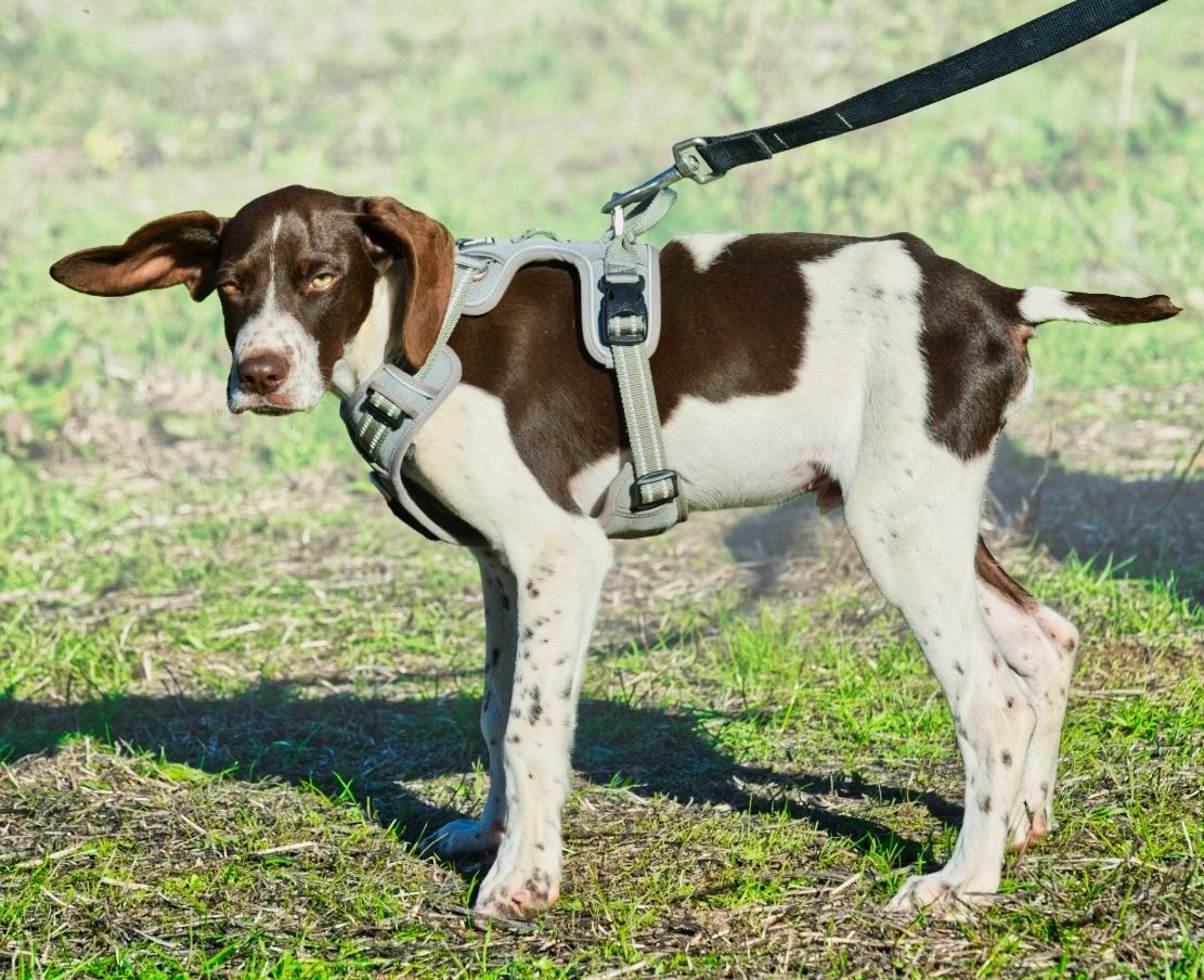 Scout - bereit für Abenteuer