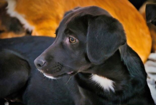 Mokka - neugierig und freundlich