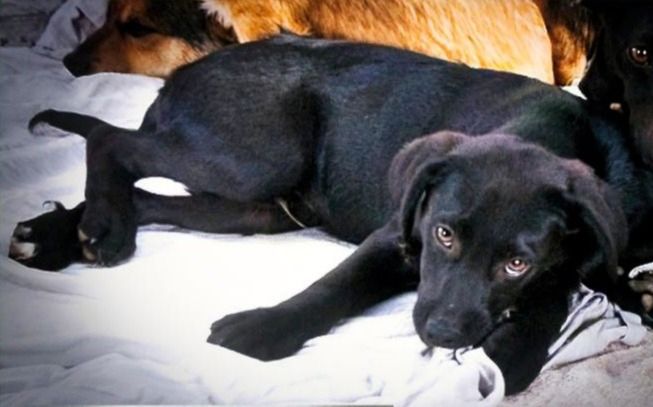 Mokka - neugierig und freundlich