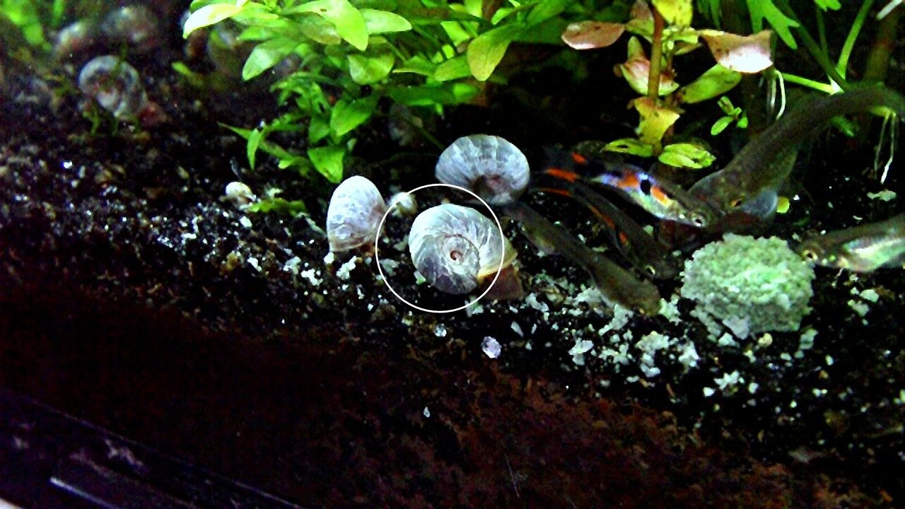 Blaue Posthornschnecke, ab 1€ (Versand, Abholung)