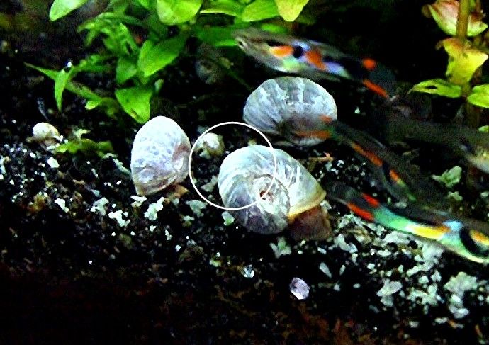 Blaue Posthornschnecke, ab 1€ (Versand, Abholung)