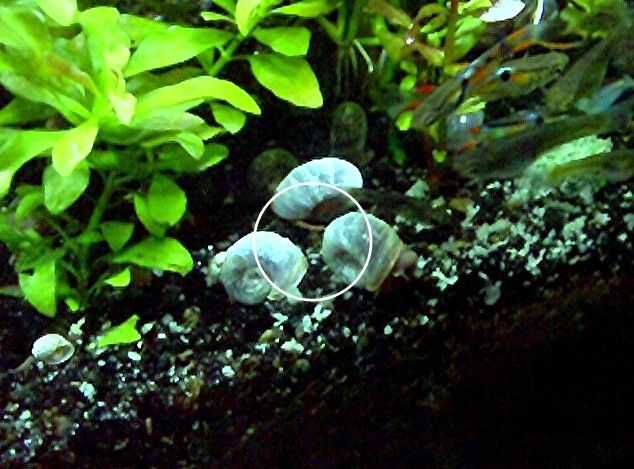 Blaue Posthornschnecke, ab 1€ (Versand, Abholung)