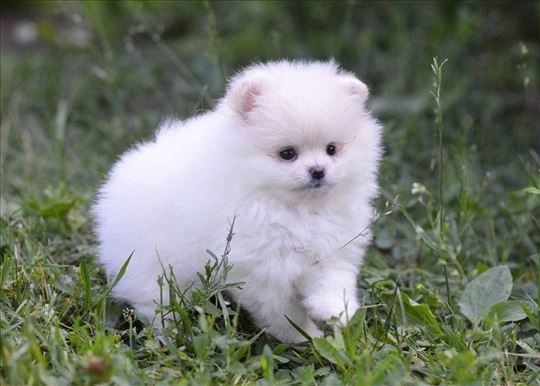 Pomeranian-Welpen