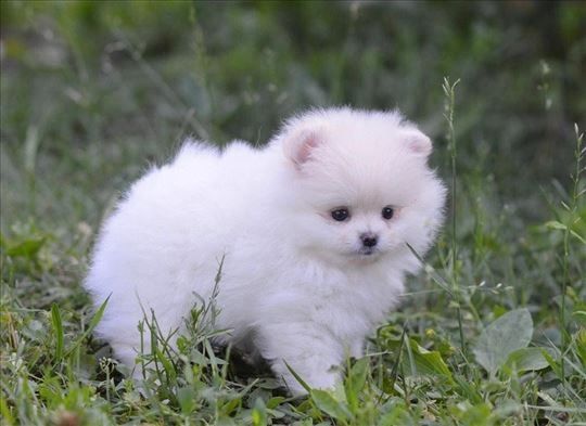 Pomeranian-Welpen