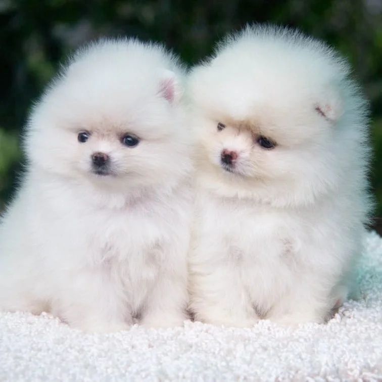 Pomeranian Spitz Welpen