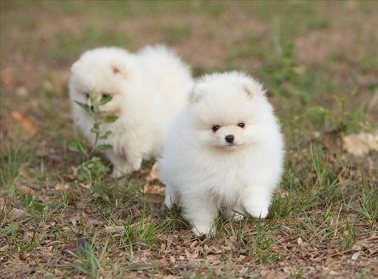 Pomeranian Spitz