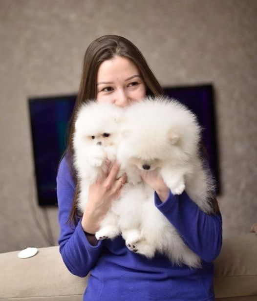 Pomeranian Spitz Welpen