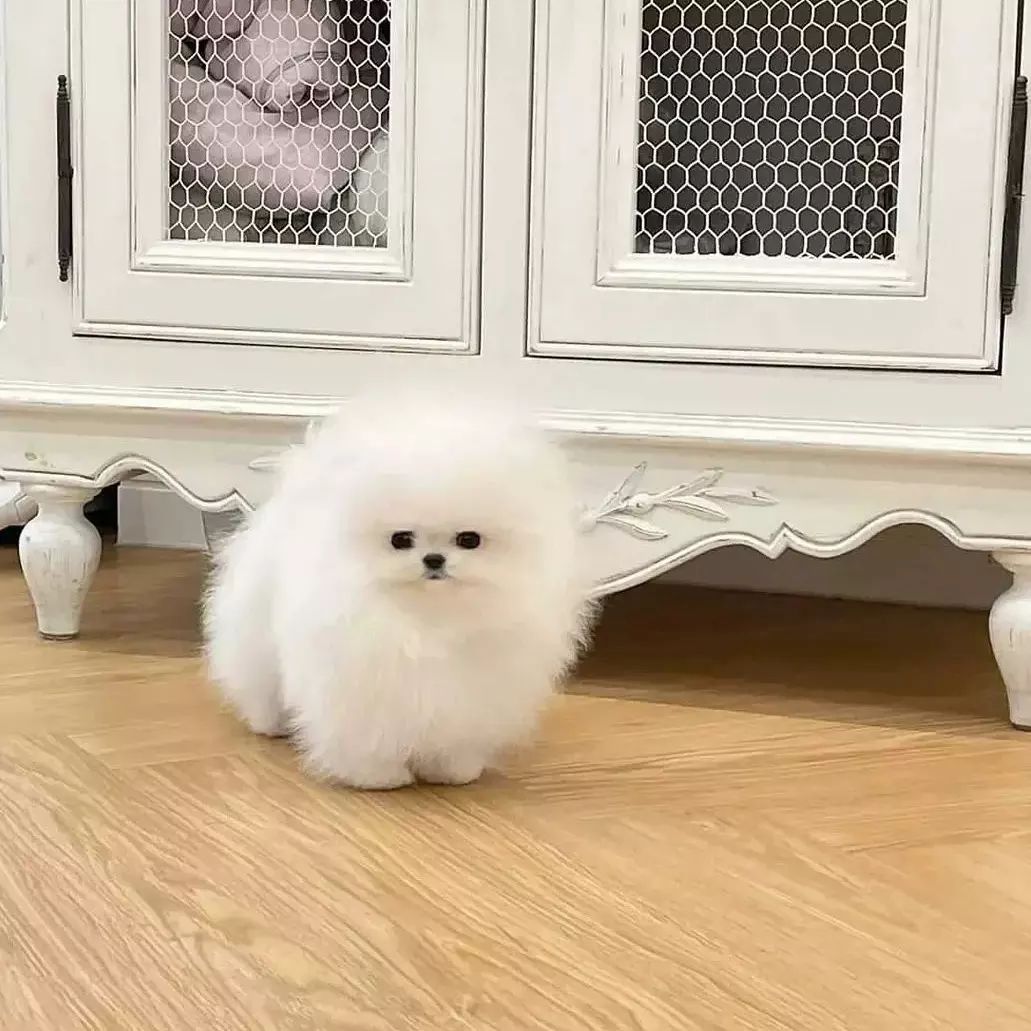 Pomeranian-Welpen