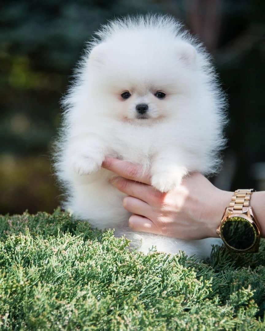 Spitz-Pomeranian-Welpen