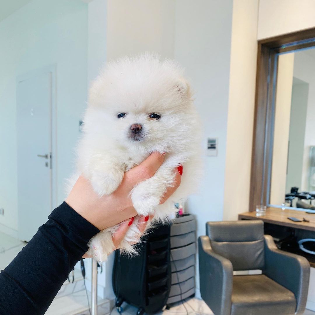 Pomeranian-Welpen suchen ein liebevolles Zuhause 🏡.