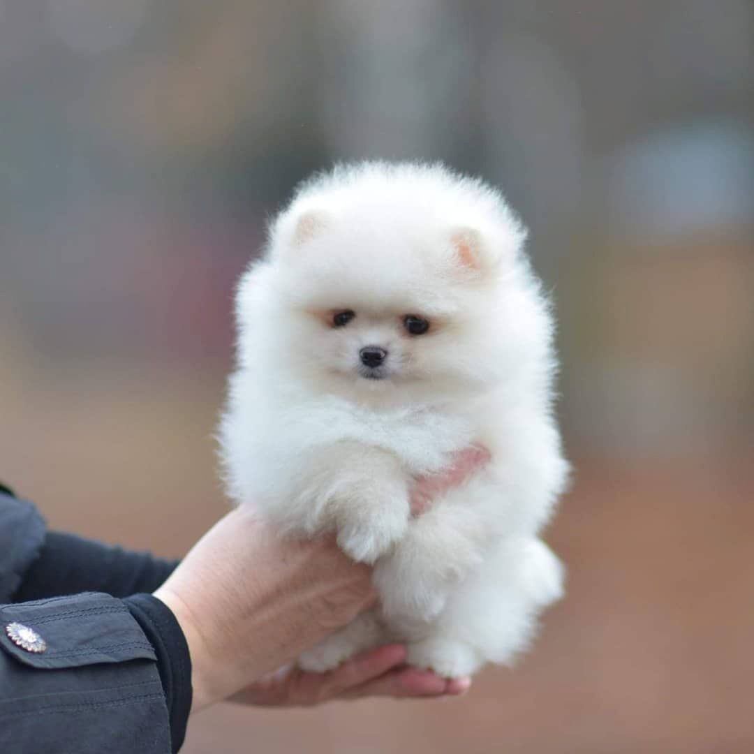 Pomeranian-Welpen suchen ein liebevolles Zuhause 🏡.