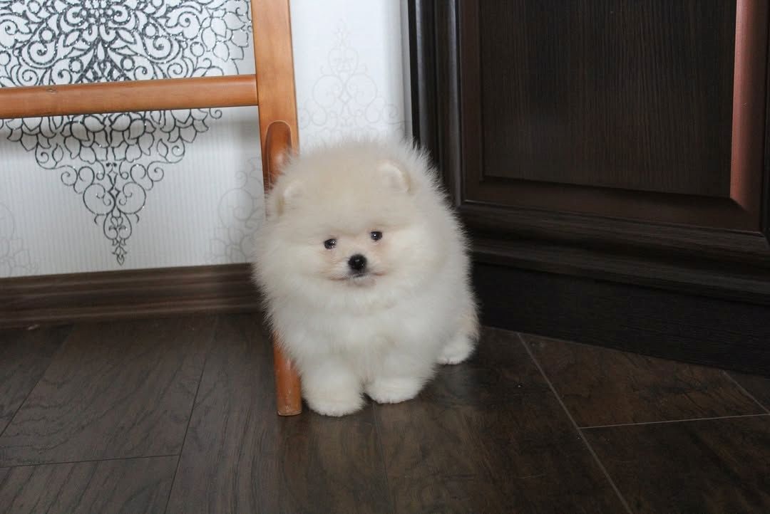 Pomeranian Spitz Welpen