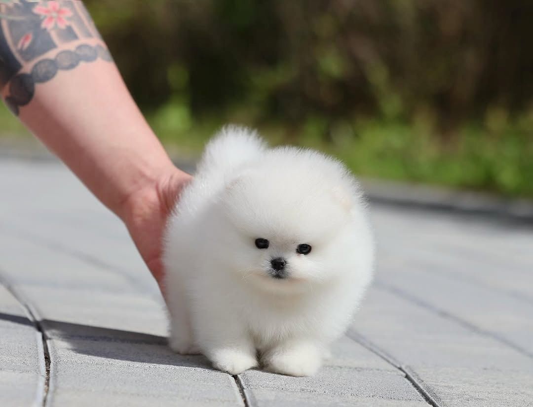 Pomeranian Spitz Welpen