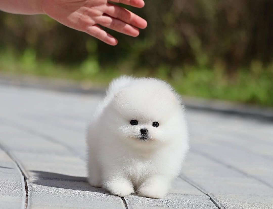 Pomeranian Spitz Welpen