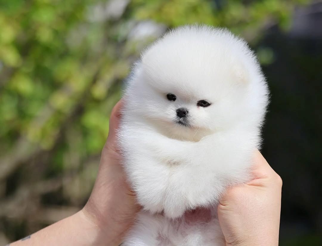 Pomeranian Spitz Welpen