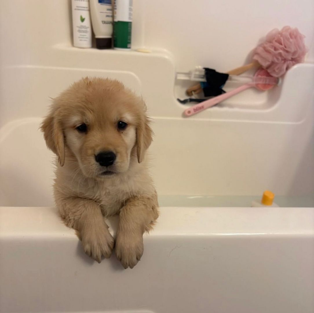 Golden Retriever Rüde zu verkaufen