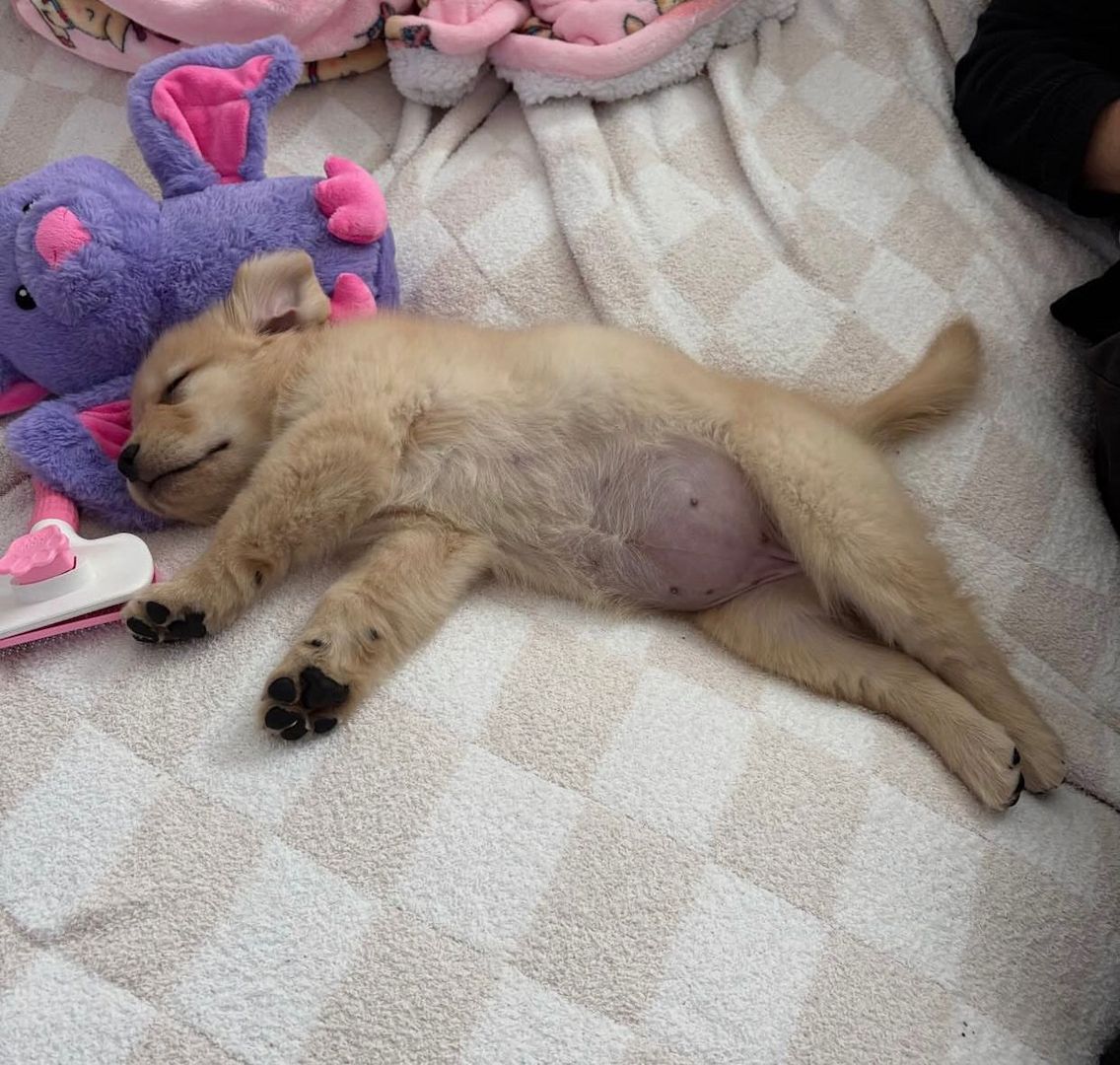 Golden Retriever Rüde zu verkaufen